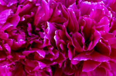 Burgundy renginde şakayık taç yapraklarının çiçek arkaplanı