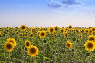 Çiçek açarken, yazın tarlada ayçiçeği açar..