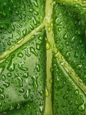 Yaprağın üzerindeki dün gecenin damlaları. 