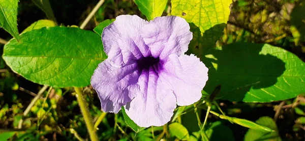 Λουλούδι Ruellia Tuberosa Επίσης Γνωστό Minnieroot Ρίζα Πυρετού Είναι Ένα — Φωτογραφία Αρχείου