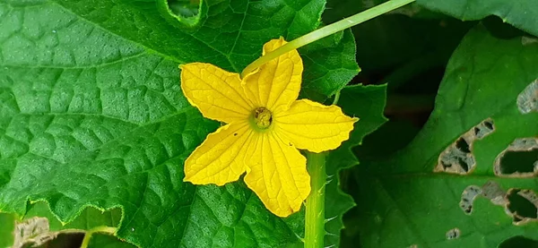 緑の葉に黄色のキュウリの花背景に キュウリはキュウリ科で広く栽培されている忍び寄るつる植物です 主に野菜として用いられる — ストック写真