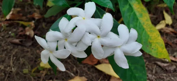 Fırıldak Çiçekleri Doğu Hindistan Rosebay Crape Jasmine Nero Crown Olarak — Stok fotoğraf