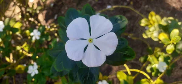 Una Flor Color Blanco Catharanthus Roseus También Conocida Vinca Rosea — Foto de Stock