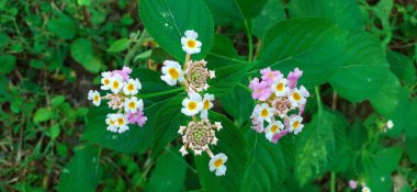 Lantana Camara, çiçekli bir bitki türüdür. Anavatanı Orta ve Güney Amerika tropik bölgeleridir. Ama Amerika 'dan Asya ve Okyanusya da dahil 50' den fazla ülkeye yayılmıştır..