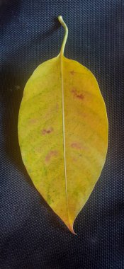 Sonbahar Kuru Sarı Ağaç Yaprağı Siyah Arkaplanda İzole Edildi.