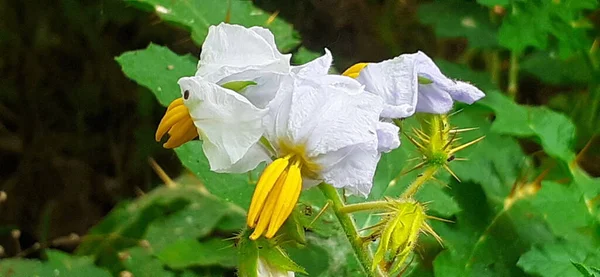 Solanum Sisymbriifolium Küçük Beyaz Çiçek Litchi Domates Yapışkan Itüzümü Ateş — Stok fotoğraf