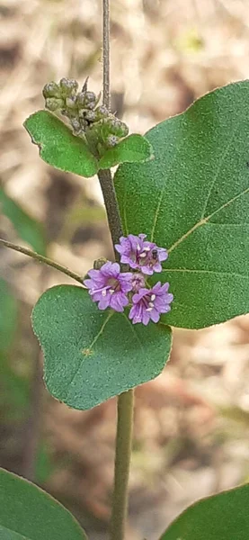 Punarnava Boerhavia Diffusa Four Clock Family Species Flowering Plant Also —  Fotos de Stock