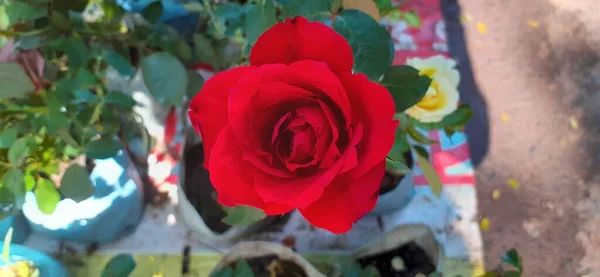 Une Rose Thé Hybride Rouge Foncé Sur Fond Feuilles Vertes — Photo