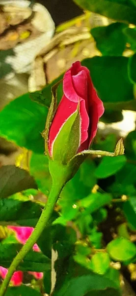 Most Attractive Red Garden Rose Flower Bud Green Leaves Background — Stock Photo, Image