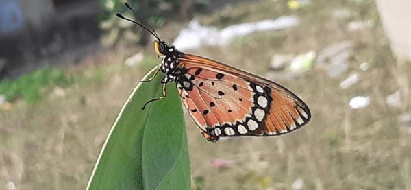 Acraea Terpsicore Butterfly Una Mariposa Tamaño Pequeño Familia Mariposas Con — Foto de Stock