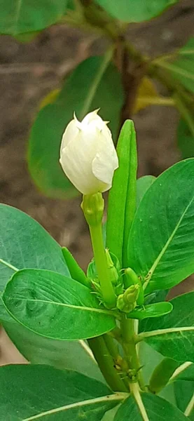 Ένα Λευκό Χρώμα Catharanthus Roseus Flower Επίσης Γνωστή Vinca Rosea — Φωτογραφία Αρχείου