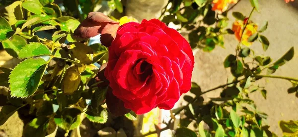 Une Rose Thé Hybride Rouge Foncé Sur Fond Nature — Photo