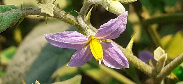 Solanum Incanum Una Especie Planta Con Flores Perteneciente Familia Solanaceae —  Fotos de Stock