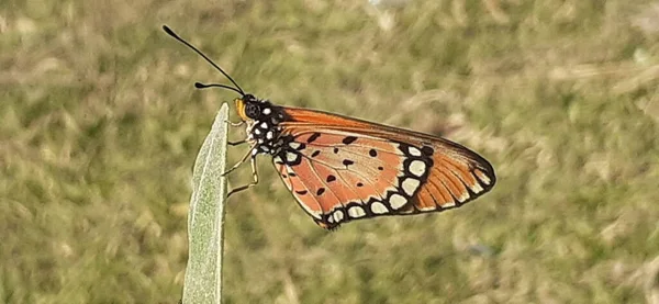 金丝雀蝴蝶是一种画眉蝴蝶科小型蝴蝶 它也被称为Tawny Coster 主要产于印度 斯里兰卡 新加坡和泰国 — 图库照片