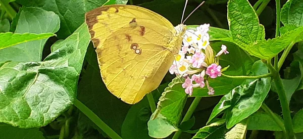 猫科动物 Catopsilia Pomona 或普通候鸟蝴蝶是一种皮耶伊蝴蝶 是一种中等大小的蝴蝶 它主要见于亚洲国家和澳大利亚 牠们也被称为莱蒙候鸟蝴蝶 — 图库照片
