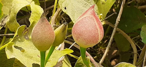 Operculina Turpethumは 朝の栄光の家族種の開花植物です ターペス セント トーマス リポッドとも呼ばれる この開花植物のネイティブの場所はインドです — ストック写真