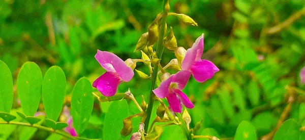 Tephrosia Purpurea Gatunek Rośliny Kwitnącej Rodziny Fabaceae Jest Szeroko Rozpowszechniony — Zdjęcie stockowe