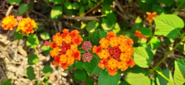 Западно Индийская Лантана Известная Общая Лантана Является Разновидностью Цветущего Растения — стоковое фото