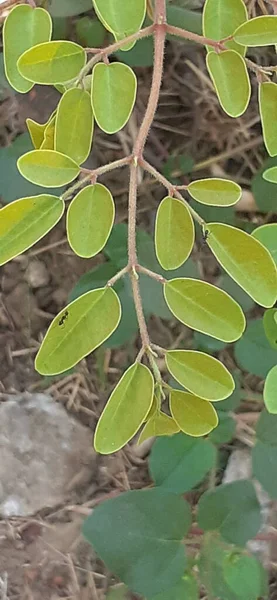 Moringa Oleifera Moringa Árbol Rápido Crecimiento Familia Moringaceae Lugar Nativo — Foto de Stock