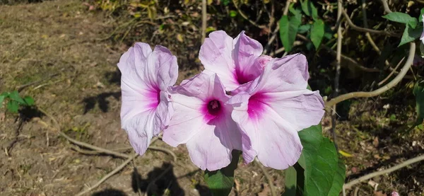 イポモアとしても知られるピンクの朝の栄光の花カラナは一種の朝の栄光の花です この開花植物は種から成長し ブッシュとして成長し またこの植物は豊かな緑の色を持つハート型の葉を持っています — ストック写真