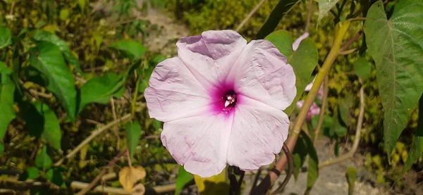 분홍빛 글로리 Pink Morning Glory Flower Ipomoea Carnea 아침에 일종으로 — 스톡 사진
