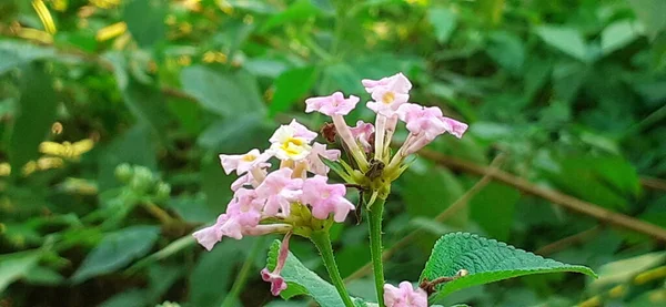 Lantana Camara Також Відома Common Lantana Вид Квіткових Рослин Його — стокове фото