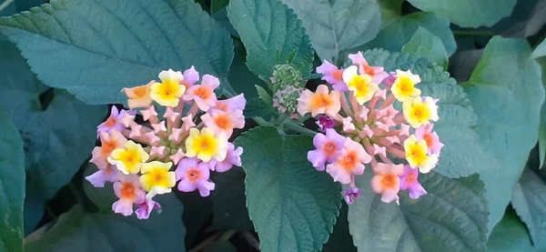 西インドピンクや黄色のランタナ Lantana Common Lantana 開花植物の一種 その出身地は中部と南アメリカの熱帯です — ストック写真