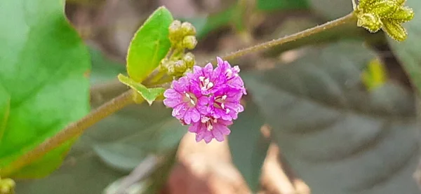 Punarnava Boerhavia Diffusa Four Clock Family Species Flowering Plant Also — Fotografia de Stock