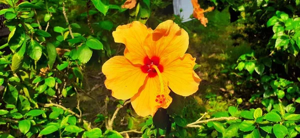 Жовта Квітка Гібіска Зеленому Листках Фіолетова Рослина Роду Рідне Місце — стокове фото