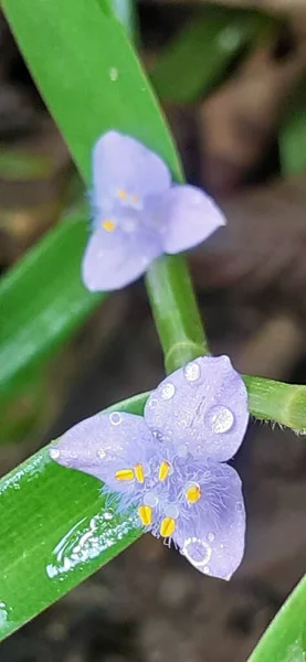 Virginia Spiderwort Lub Tradescantia Virginiana Gatunek Rośliny Rodziny Commelinaceae Miejscem — Zdjęcie stockowe