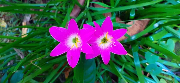 ピンク レイン リリーはとても小さな花です ピンクフェアリーユリ ピンクゼファーユリ ピンクマジックユリ 雨ユリとも呼ばれます — ストック写真