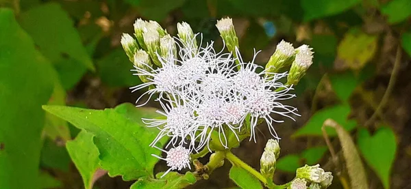 Chromolaena Odorata Čeledí Asteraceae Tropických Subtropických Druhů Kvetoucích Keřů Domorodým — Stock fotografie