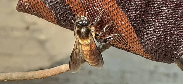 Apis Dorsata Adalah Lebah Madu Raksasa Dari Asia Selatan Dan — Stok Foto