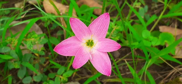 Pink Rain Lily Είναι Ένα Πολύ Μικρό Λουλούδι Είναι Επίσης Εικόνα Αρχείου