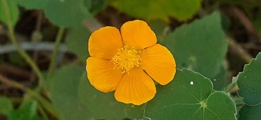 Abutilon Indicum veya Indian Abutilon, Malvaceae familyasından küçük bir çalı türü. Ayrıca Hint Mallow 'u olarak da bilinir. Genellikle tıbbi ve süs amaçlı olarak kullanılır..