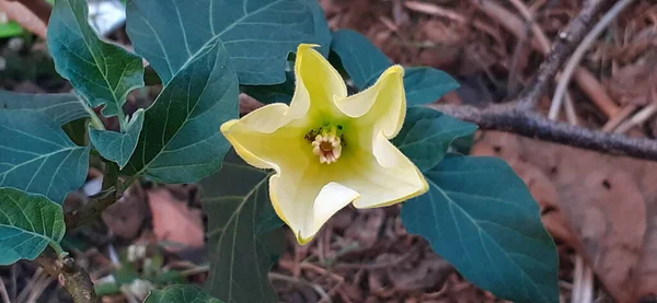 Datura is a species of Solanaceae family highly poisonous flowering plant. It is also known Thornapples, Jimsonweeds, Devil\'s Trumpets, Moonflower,Devil\'s Weed and Hell\'s Bells.