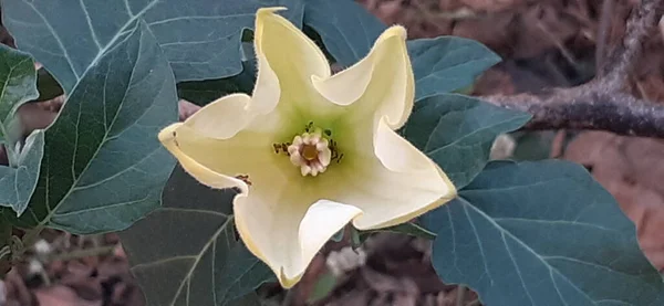 Datura is a species of Solanaceae family highly poisonous flowering plant. It is also known Thornapples, Jimsonweeds, Devil's Trumpets, Moonflower,Devil's Weed and Hell's Bells.