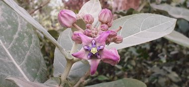 Dev Calotropis, Calotropis Dev Çayı ya da Crown Çiçeği olarak da bilinir, Calotropis bitki ailesinin bir türüdür. Bu santralin doğduğu yer Hindistan, Pakistan, Çin, Nepal ve tropikal Afrika ülkesi..