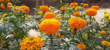 En güzel Marigold çiçeği Aztec Marigold ve Büyük Marigold olarak da bilinir. Anavatanı Meksika.. 