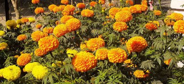En güzel Marigold çiçeği Aztec Marigold ve Büyük Marigold olarak da bilinir. Anavatanı Meksika.. 