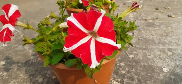 Petunia is a South American origin genus flowering plant but its spread all over the world from South America.