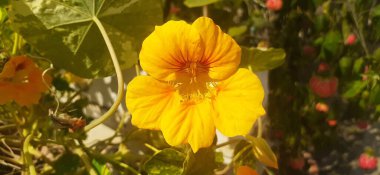 Garden Nasturtium veya Tropaeolum Majus, Tropaeolaceae familyasından bir bitki türü. Nasturtium, Indian Cress ve Monks Cress olarak da bilinir..