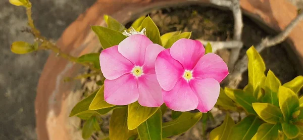 Рожевий Колір Квітки Catharanthus Roseus Flower Також Відомий Vinca Rosea — стокове фото