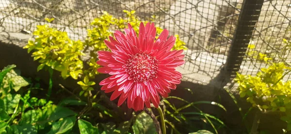 Barberton Daisy Vagy Gerbera Jamesonii Egy Asteraceae Család Virágzó Növény — Stock Fotó