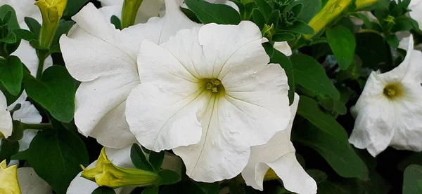 Petunia is a South American origin genus flowering plant but its spread all over the world from south America.