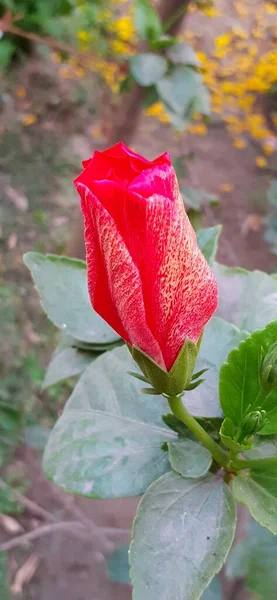 Red Hibiscus Flower Bud Het Een Kaasjeskruid Familie Geslacht Bloeiende — Stockfoto