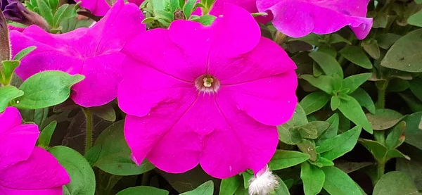 Petunia is a South American origin genus flowering plant but its spread all over the world from south America.