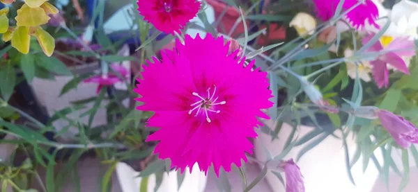 Dianthus is a Caryophyllaceae family flowering plant. Native place of this flowering plant is Asia and Europe. It is also known Carnation, Pink and Sweet William.