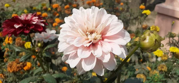 Fleur Blanche Dahlia Sur Fond Feuilles Vertes Lieu Origine Cette — Photo