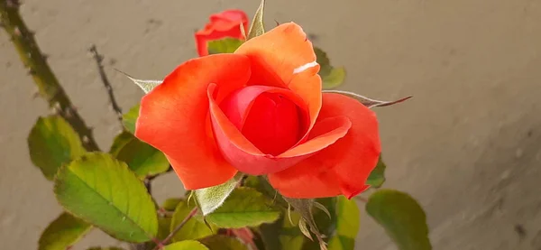 Orange Color Hybrid Tea Rose Flower Blooming Nature Background — Stock Photo, Image